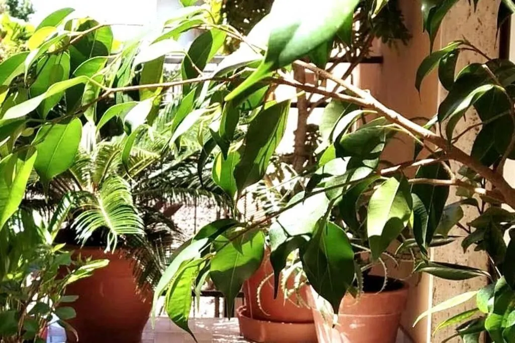 Verde Centrale Home Portici Apartment
